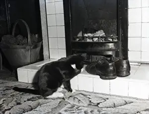 Washing Prints: Cat in front of a coal fire, c1955. Creator: Arthur Charles Kirby Ware