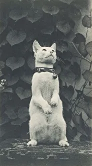 Feline Prints: Cat in Eakinss Yard, c. 1880-1890. Creator: Thomas Eakins