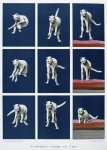 Agility Prints: How a cat falls, 19th century. Artist: Gustave Francois Lasellaz