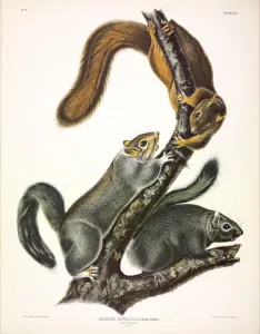 Squirrel Prints: Cat Squirrel, Sciurus Cinereus, 1845