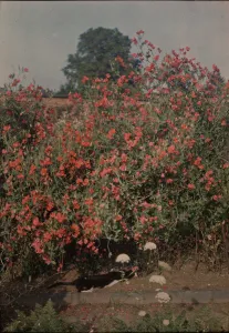 Cat and Sweetpeas, ca. 1907. Creator: Moss