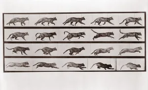 Gallop Prints: Cat Trotting and galloping, Plate 717 from Animal Locomotion, 1887 (photograph)