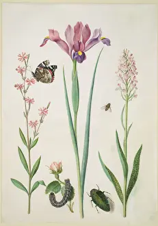 Catchfly with admiral, rose with fox moth, iris, hoverfly, jewel beetle and orchid, (after 1691?). Creator: Maria Sibylla Merian circle