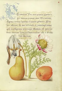 Sweet Violet Prints: Caterpillar, Dog-Tooth Violet, Pear