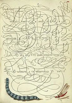 Bocskay Georg Prints: Caterpillar and Insect; Mira calligraphiae monumenta