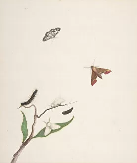 A Caterpillar and Two Moths on a Branch and Two Butterflies, early 18th-mid 18th century