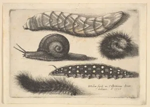 Wenceslaus And Xa0 Prints: Four Caterpillars and a Snail, 1646. Creator: Wenceslaus Hollar
