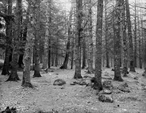New Hampshire Prints: Cathedral Woods, Intervale, N.H. between 1910 and 1920. Creator: Unknown