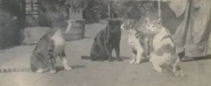 Pets Gallery: Four Cats, ca. 1895. Creator: Thomas Eakins