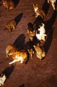 Cats in Rome at Pyramid of Celsius, 20th century. Artist: CM Dixon