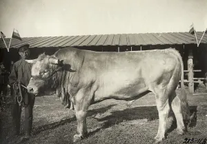 A A Antonov Prints: Cattle breeding Podkovyrov, 1911. Creator: A. A. Antonov