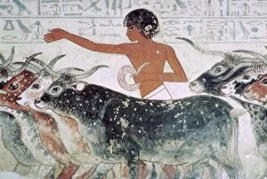 Animation Gallery: Cattle brought for inspection: wall painting from the tomb of Nebamun (no 5), Egypt, c1350 BC