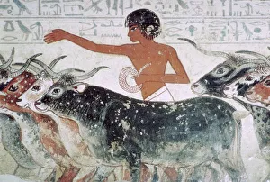 18th Dynasty Prints: Cattle brought for inspection: wall painting from the tomb of Nebamun (no 5)