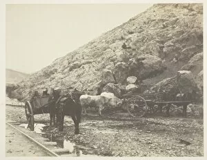 Cattle and Carts, leaving Balaklava, 1855. Creator: Roger Fenton