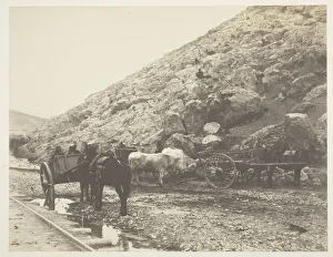 Salted Paper Print From The Album And Prints: Cattle and Carts, leaving Balaklava, 1855. Creator: Roger Fenton