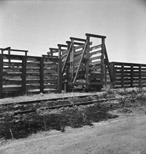 Train Track Collection: Cattle chute and part of corral, Fresno County on U.S. 99, 1939. Creator: Dorothea Lange