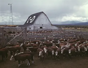 Enclosure Prints: Cattle in corrals on ranch, Beaverhead County, Mont. 1942. Creator: Russell Lee
