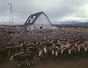 Farm Gallery: Cattle in corrals on ranch, Beaverhead County, Mont. 1942. Creator: Russell Lee