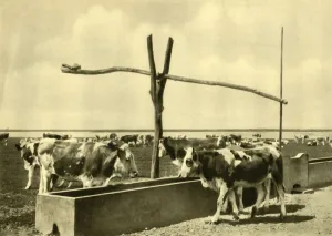 Cattle Trough Prints: Cattle drinking at a trough, Burgenland, Austria, c1935. Creator: Unknown