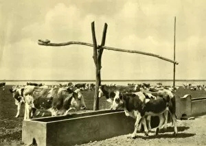 Burgenland Gallery: Cattle drinking at a trough, Burgenland, Austria, c1935. Creator: Unknown