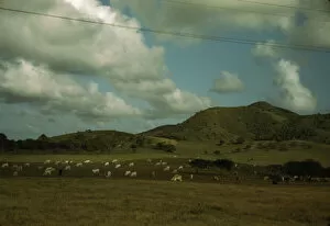 Cattle Collection: A cattle farm, vicinity of Christiansted, St. Croix, Virgin Islands, 1941. Creator: Jack Delano