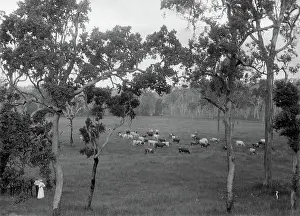 British Colony Prints: Cattle grazing, possibly Coomera region
