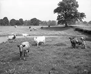 Cumbria Prints: Cattle, Lake District, c1955. Creator: Arthur Charles Kirby Ware