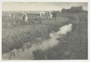 Edition Of 200 Prints: Cattle on the Marshes, 1886. Creator: Peter Henry Emerson