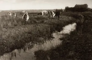 Marsh Prints: Cattle on the Marshes, 1886. Creator: Peter Henry Emerson