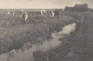 Cattle on the Marshes, 1886. Creators: Dr Peter Henry Emerson, Thomas Frederick Goodall