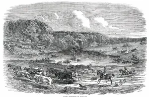 Rounding Up Prints: Cattle Mustering in Australia, 1850. Creator: Smyth