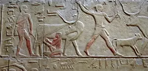 Cattle raising / Milking a cow, polychrome relief, Mastaba of Kagemni, Saqqara, Egypt, 2003. Creator: Unknown