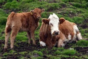 Inner Hebrides Prints: Cattle, Skye, Scotland