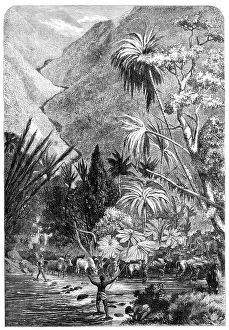 Madagascar Africa Prints: Cattle on their way to Tamatave, Madagascar, 1864. Creator: Mason Jackson