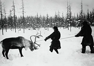 Yakutia Prints: They Caught a Reindeer, 1890. Creator: Unknown