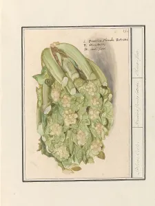 Deck Paint Prints: Cauliflower (Brassica oleracea convar)