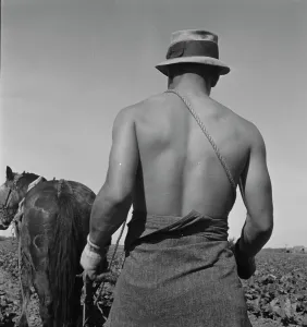 Ploughman Prints: Cauliflower fields, Spring plowing, Guadalupe, California. 1937. Creator: Dorothea Lange