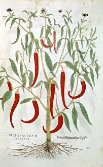 Spice Prints: Cayenne Pepper plant (Capsicum), 16th century