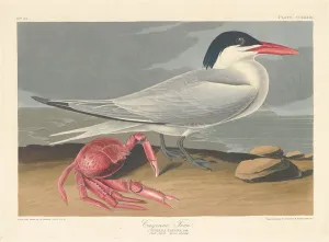 Sternidae Prints: Cayenne Tern, 1835. Creator: Robert Havell