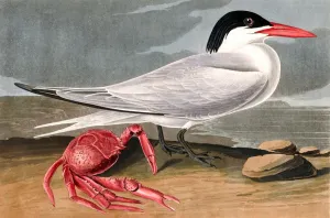 John James Audubon 1785 1851 Prints: Cayenne Tern, Sterna Maxima, 1845