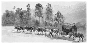 Images Dated 14th September 2006: Cedar-getting on the Richmond River, New South Wales, Australia, 1886.Artist: JR Ashton