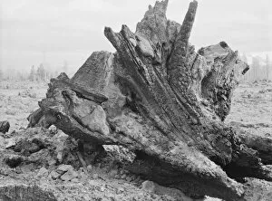 Cedar Gallery: Cedar stump in field which family is clearing by means of FSA loan, Boundary County, Idaho, 1939