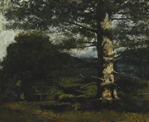 Courbet Prints: Cedar Tree at Hauteville, c. 1868. Creator: Courbet, Gustave (1819-1877)