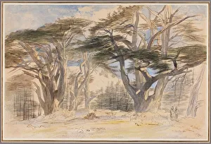 Cedar Prints: The Cedars of Lebanon, 1858. Creator: Edward Lear