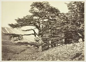 Cedar Gallery: Cedars of Lebanon, c. 1870. Creator: Felix Bonfils