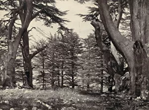 Cedars of Lebanon, ca. 1857. Creator: Francis Frith