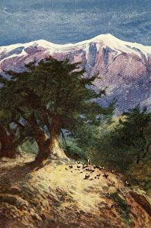 Cedar Gallery: Cedars of Lebanon - Matt. xii. 33, c1924. Creators: James Clark, Henry A Harper