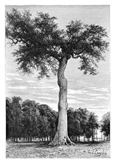 Images Dated 27th February 2008: Ceiba tree, Central America, c1890.Artist: Maynard