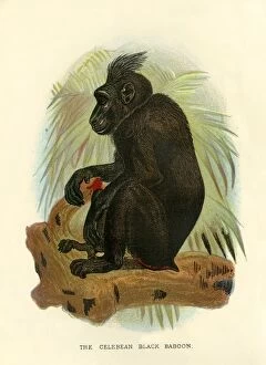 Henry O Forbes Gallery: The Celebean Black Baboon, 1896. Artist: Henry Ogg Forbes