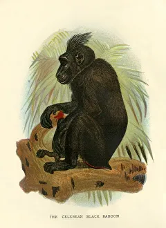 R Bowdler Sharpe Prints: The Celebean Black Baboon, 1896. Artist: Henry Ogg Forbes